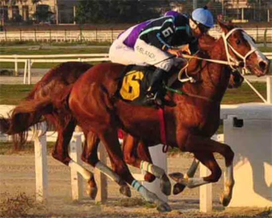 corridas-de-cavalo-brasil